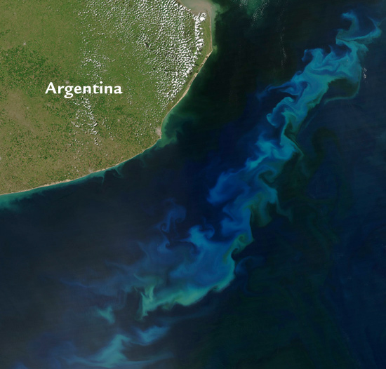 argentina phytoplankton